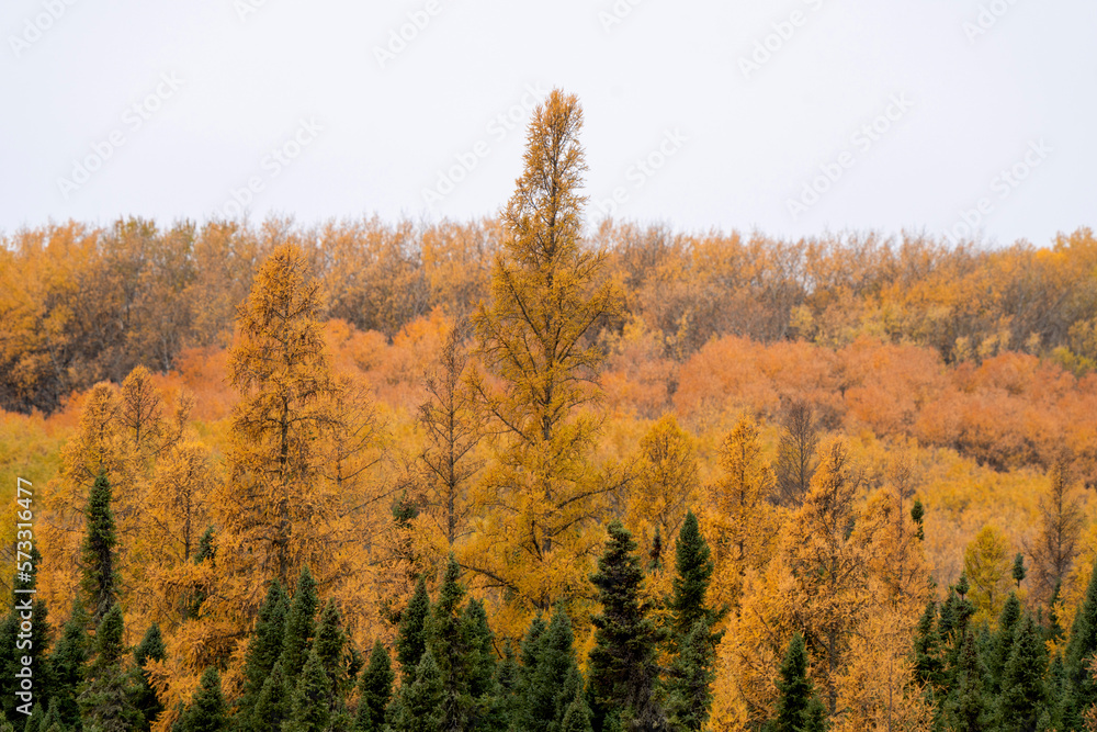 Fototapeta premium Autumn Colors Canada