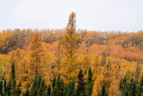 Autumn Colors Canada