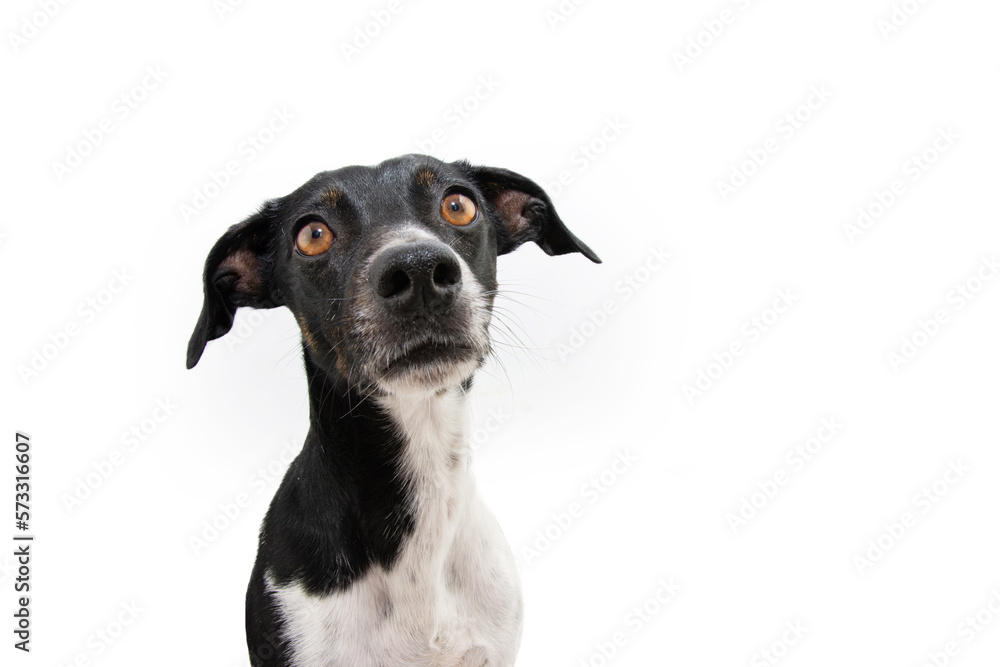 ortrait attentive mixed-breed puppy dog looking at camera. Isolated on white background