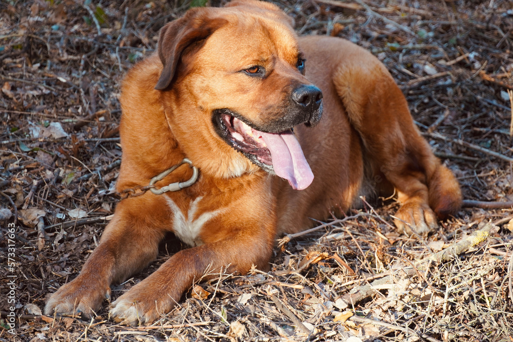 Brown dog lying on the ground looking to the side on a leash. Family guard dog. Large dog breed.
Brown dog lying on the ground looking to the side on a leash. Family guard dog. Large dog breed.