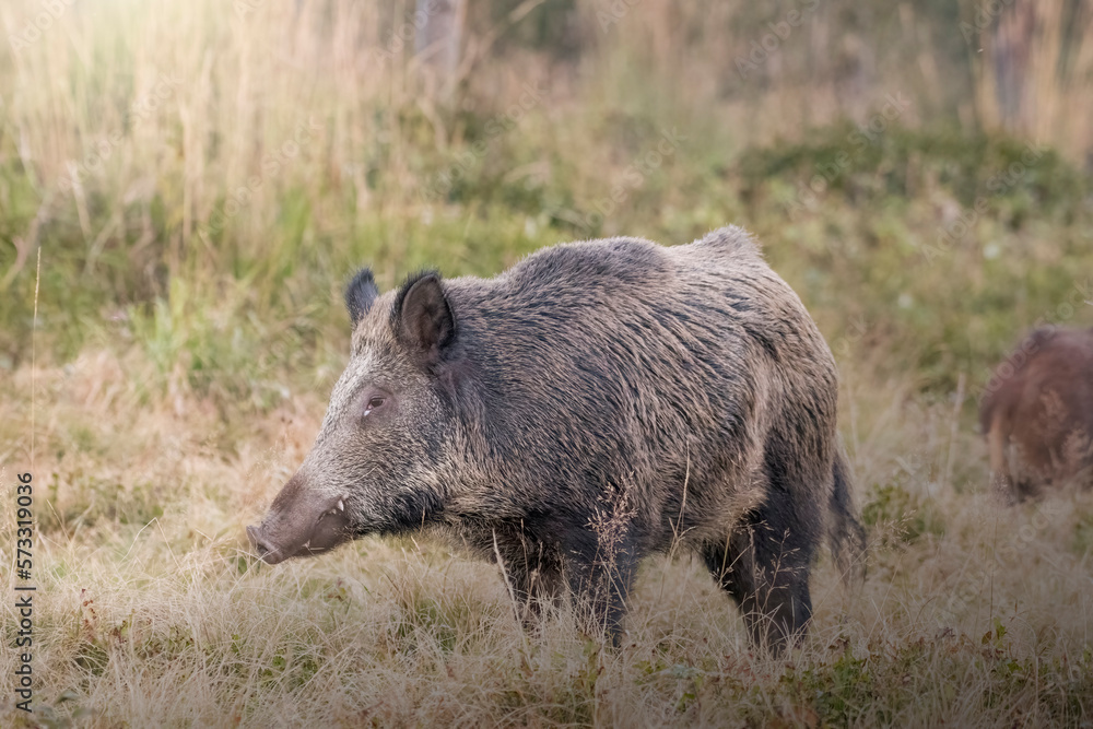 Wild boar (Sus scrofa) standing and looking for food in an alpine meadow in the italian Alps on a summer evening. Italy, September.