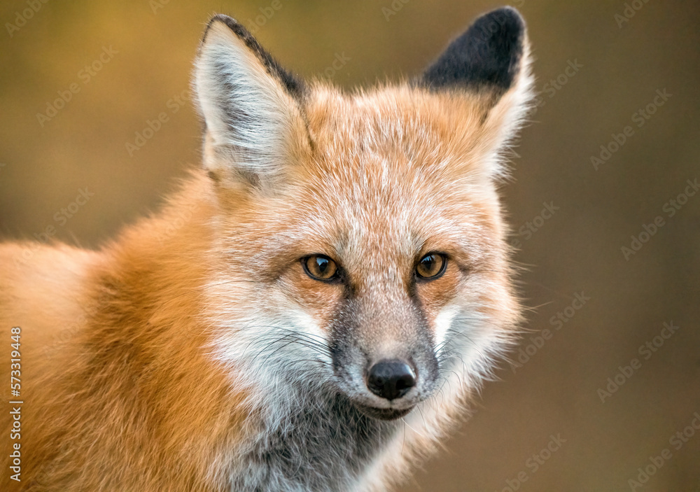 Wild Red Fox Wild Red Fox