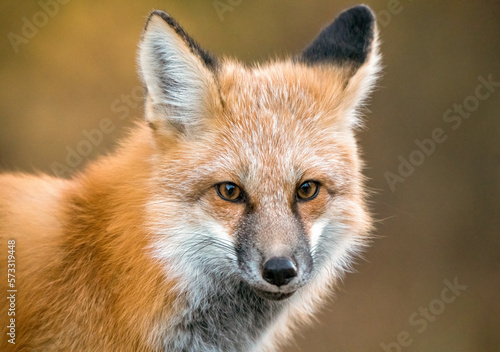 Wild Red Fox © pictureguy32