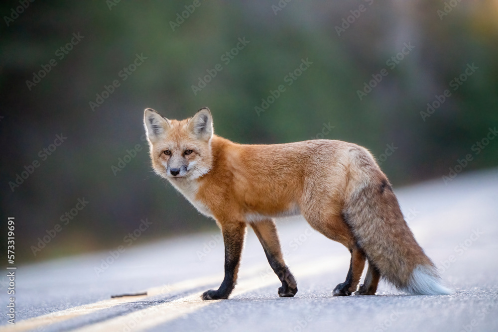 Fototapeta premium Wild Red Fox