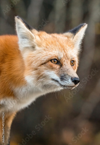Wild Red Fox © pictureguy32