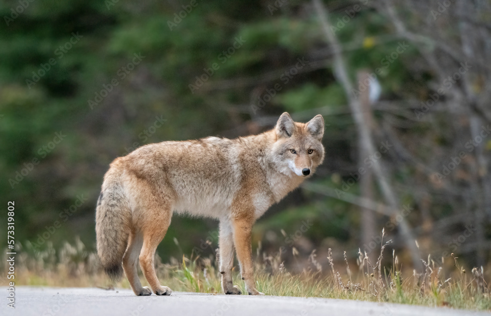Wild Coyote Prairies Wild Coyote Prairies