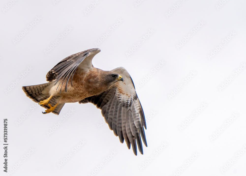 Fototapeta premium swainson's hawk Canada