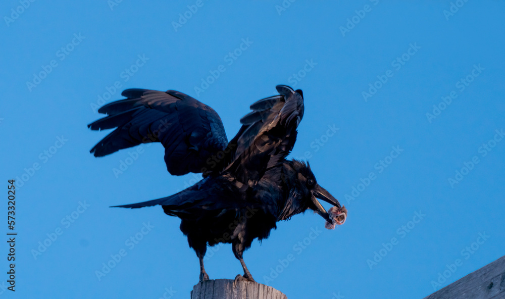 Fototapeta premium Blackbird in Flight