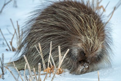 Porcupine Saskatchewan Canada