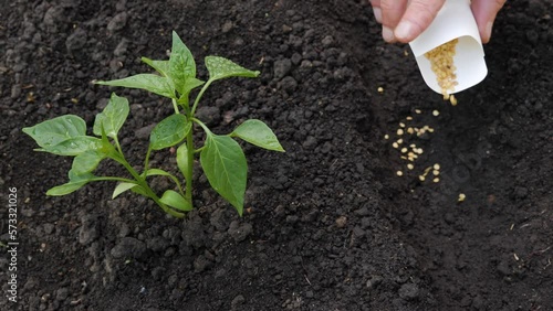 Sowing season planting seed bags. Farmer hand soil sowing seed packet. Farm hand seeds soiled hands gardener gardening work farm soil garden earth ground. Agriculture farm garden planting vegetables