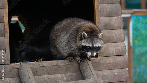 Raccoon in the zoo. Shelter. Animal life in captivity. Animals behind bars. Life in a cage