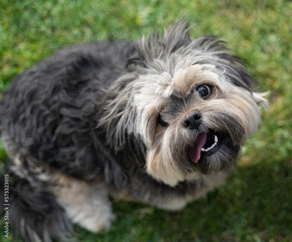 petit chien entrain de jouer dans l'herbe