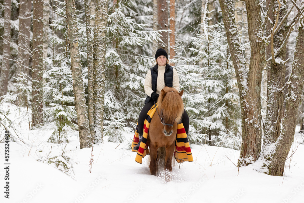 Fototapeta premium Icelandic horse and female rider in snowy Finnish forest