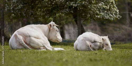 Fototapeta Naklejka Na Ścianę i Meble -  White cow lays in meadow with white bull calf