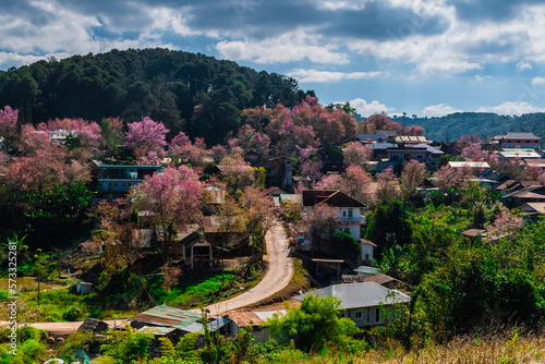 landscape of Beautiful Wild Himalayan Cherry Blooming pink Prunus cerasoides flowers at Phu Lom Lo Loei and Phitsanulok of Thailand photo