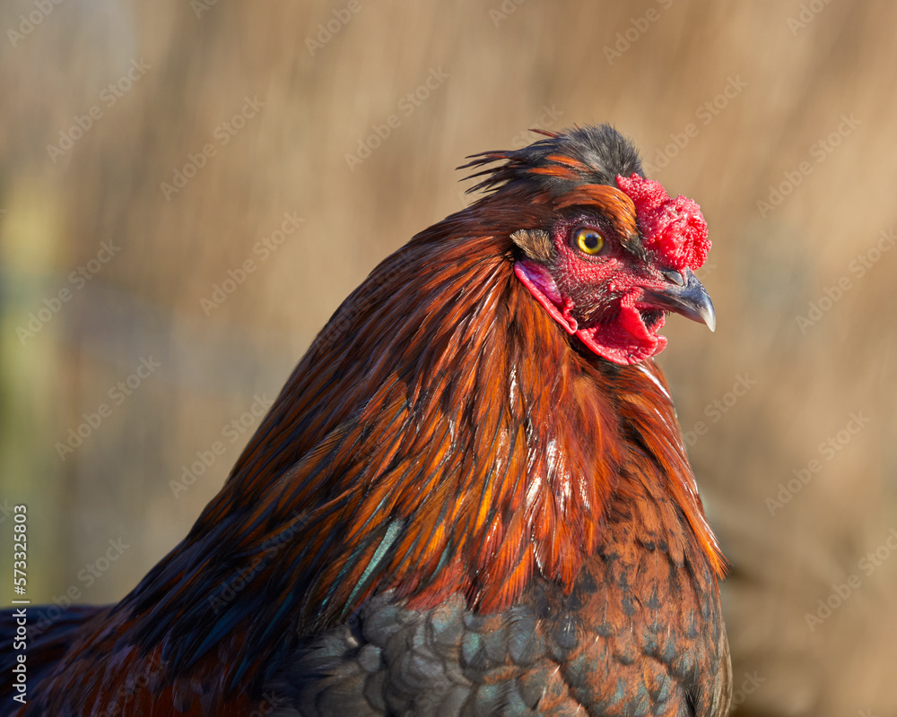 Close up of red brown rooster isolated on blurred background