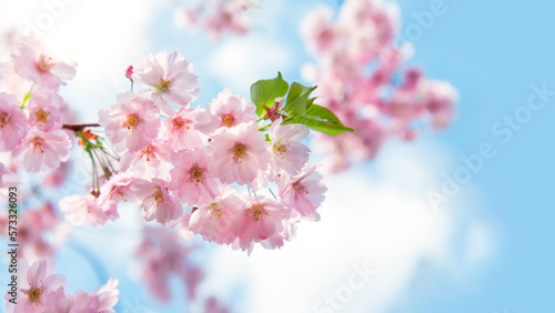Spring tree with pink flowers. Spring border or background art with pink blossom. Beautiful nature scene with blossoming tree and sunlight.