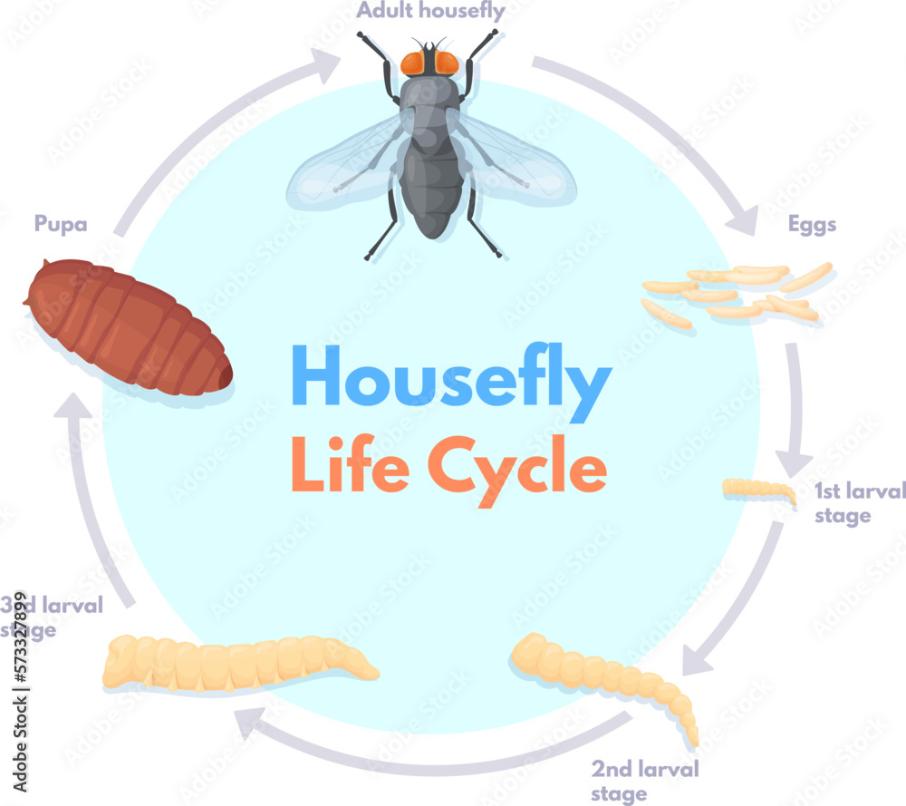 Housefly life cycle. Vinegar houseflies eggs transform to pupa and fly  insect, house flies pest macro biology science drosophila spawn stages  infographic, neat vector illustration Stock Vector