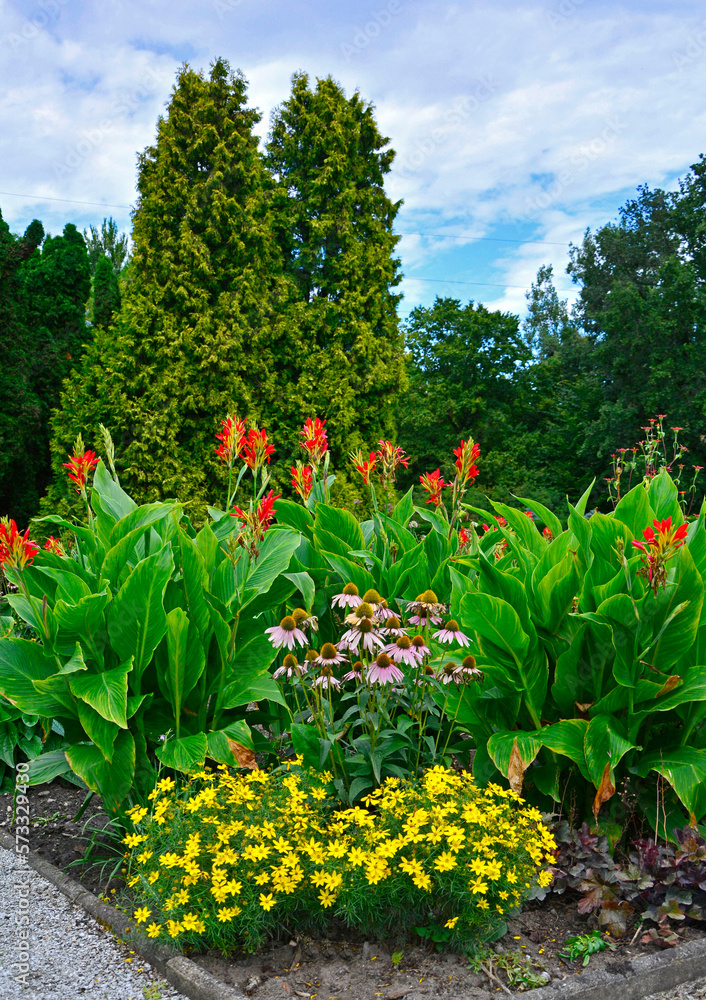 Fototapeta premium Nachyłek okółkowy (Coreopsis verticillata), Jeżówka purpurowa (Echinacea purpurea), kanna, paciorecznik (Canna) kwiaty w ogrodzie, zielone iglaki i kolorowe kwiaty, flowerbed in cottage garden, 