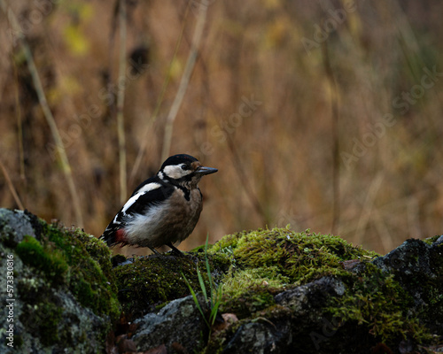 Great spotted woodpecker sitting on green moss
