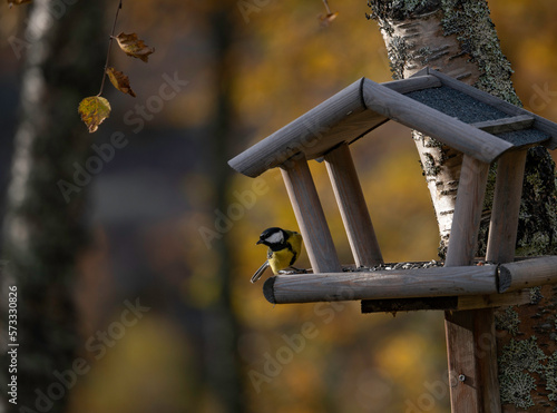 Great tit bird sitting on birdhouse in autumn color