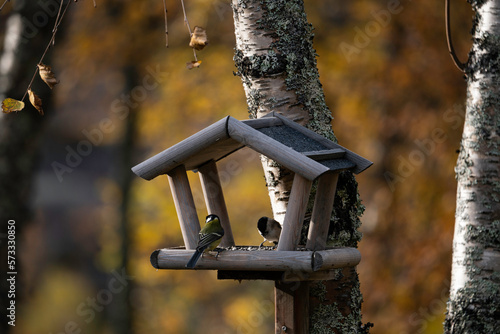 Great tit bird sitting on birdhouse in autumn color