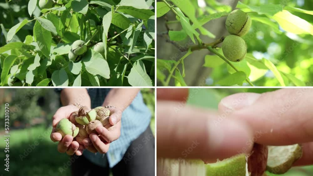 Walnuts growth, collage. Green walnut on Tree in farmland, organic walnut plantation Walnuts growth, collage. Green walnut on Tree in farmland, organic walnut plantation