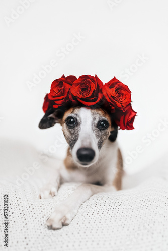 Beautiful Whippet Dog laying on white lace blanket with red rose flowers wreath on head in front of white background. Beautiful photo with copy space for design decoration, print, card, invitation.