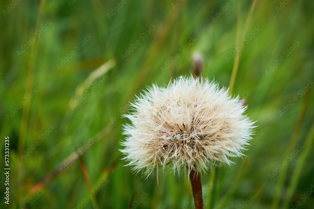 Large fluffy ball of Tragopogon (goatsbeard, salsify) on a blurred, grassy green background Large fluffy ball of Tragopogon (goatsbeard, salsify) on a blurred, grassy green background