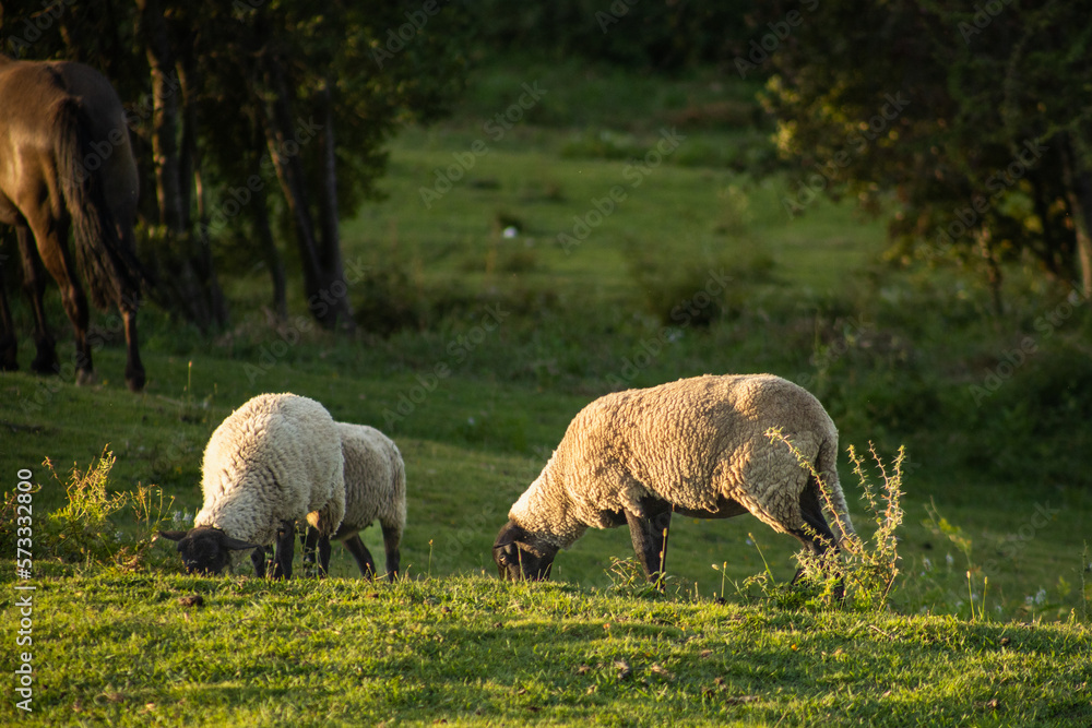 herd of sheep herd of sheep