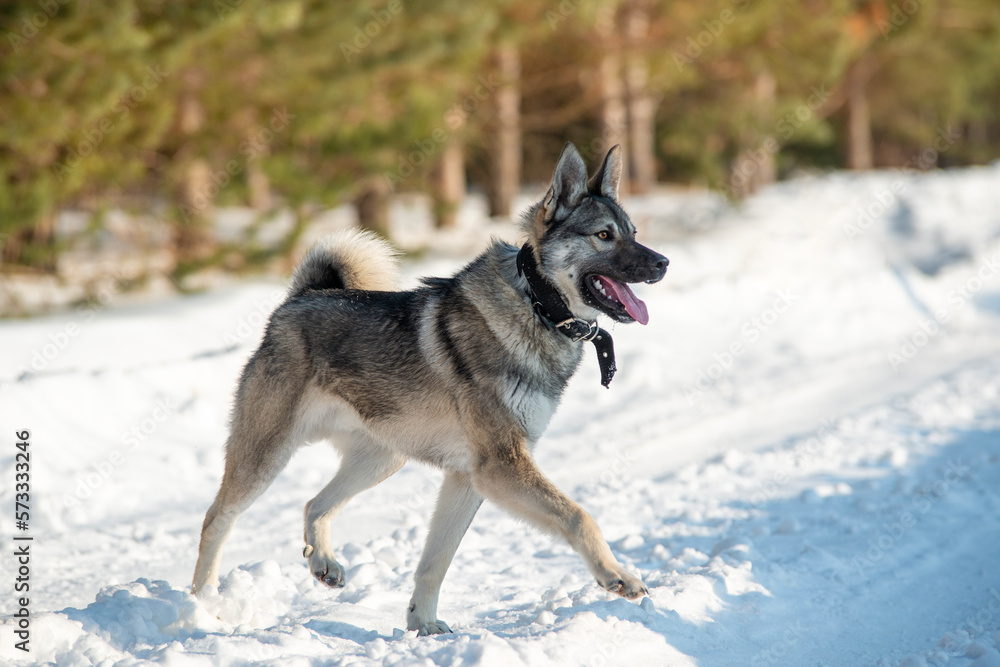 Naklejka premium playful dog runs towards