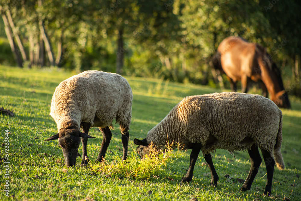 herd of sheep herd of sheep