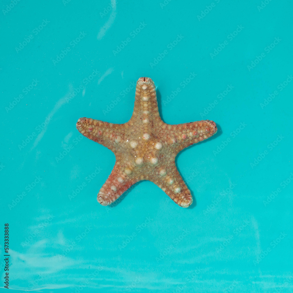 starfish on blue background starfish on blue background