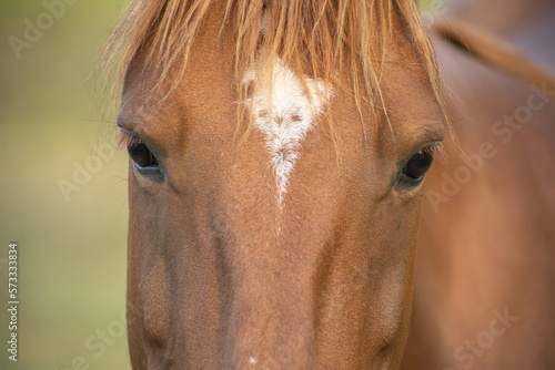 portrait of a horse © Benjamin