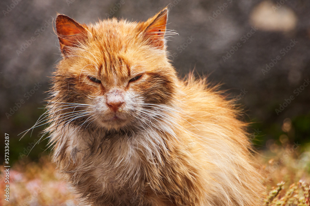 Unhappy cat in Arachova mountain town
