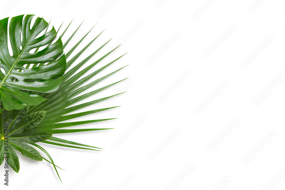 Fototapeta premium tropical leaves border with monstera and palm leaf, isolated design element