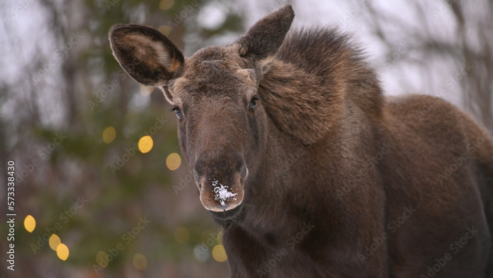Fototapeta premium Young Alaskan bull moose foraging for food.
