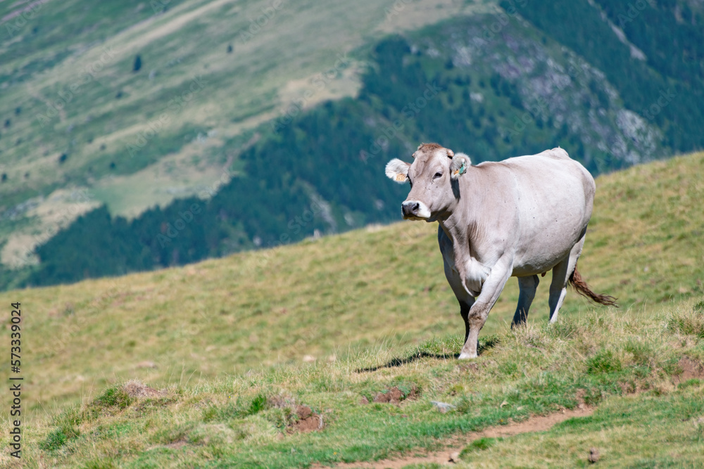 Cow grazing in the mountains of the Pyrenees Cow grazing in the mountains of the Pyrenees