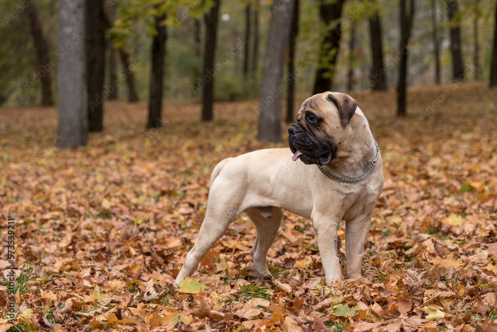 Bullmastiff dog posing. Autumn Background Bullmastiff dog posing. Autumn Background