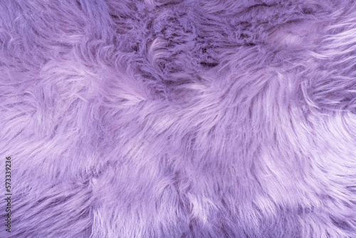 Purple fur texture top view. Purple or lilac sheepskin background. Fur pattern. Texture of lilac shaggy fur. Wool texture. Sheep fur close up