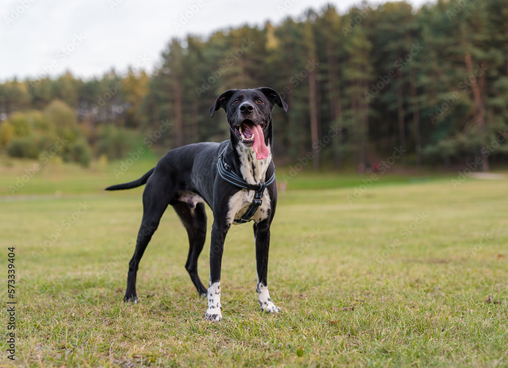 Black Dog is Standing on the Grass. Black Dog is Standing on the Grass.