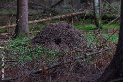 big anthill in the forest