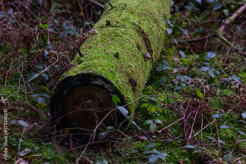 log covered with moss