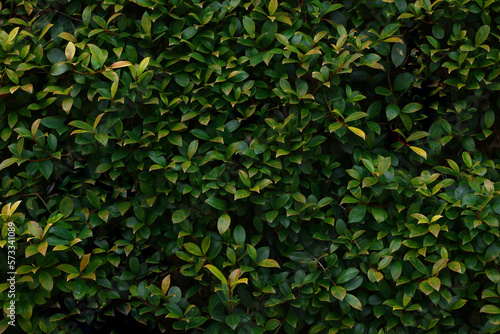 Green hedge as beautiful background