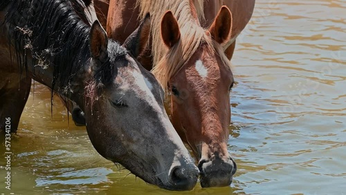 Herd of horses drinking water in the river in summer. 4K slow motion