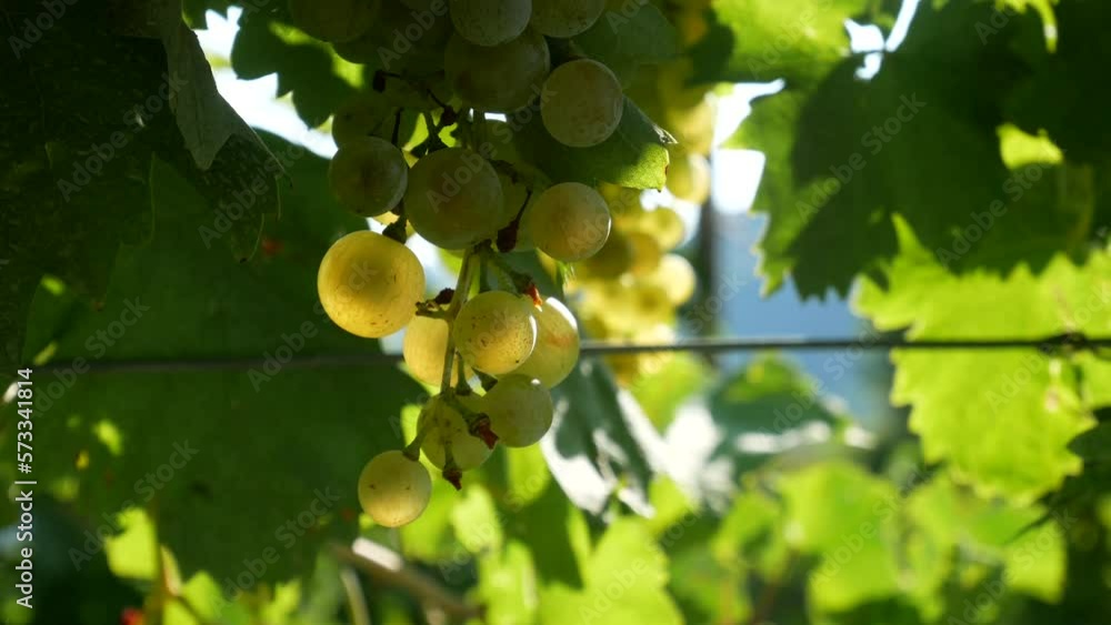 bunch of prosecco white grapes on vine vineyard video bunch of prosecco white grapes on vine vineyard video
