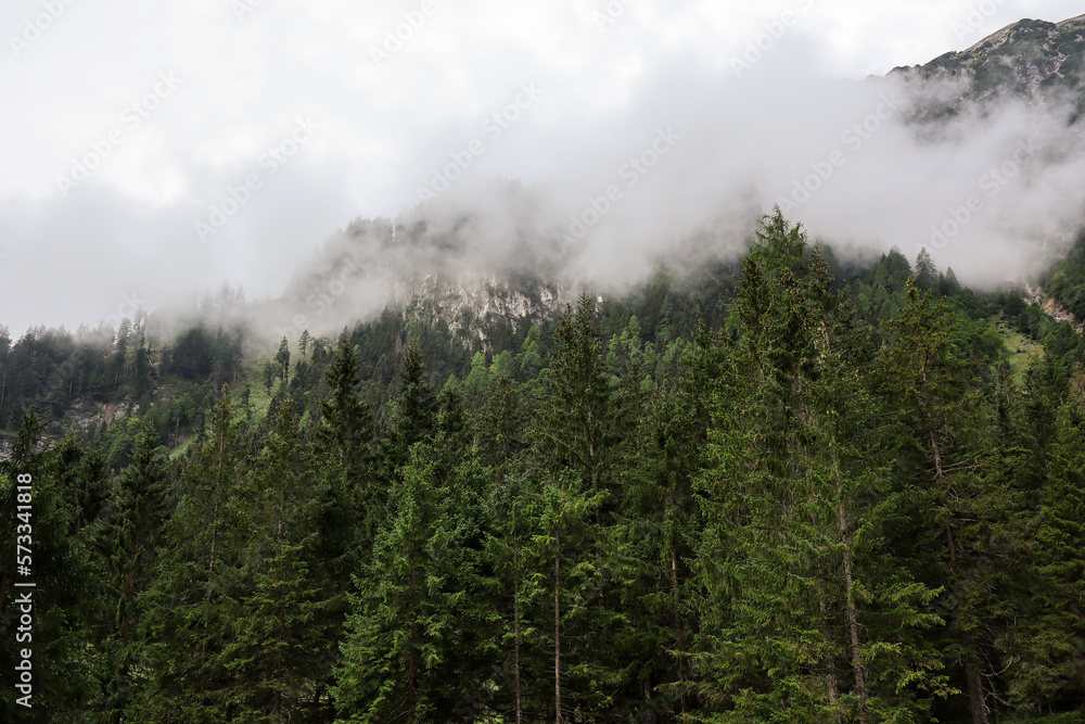 Fir Tree Covered by Foggy Clouds in Austria. Misty Green Forest in Europe.