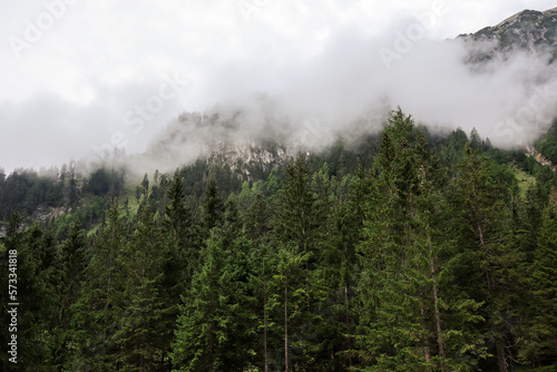 Fir Tree Covered by Foggy Clouds in Austria. Misty Green Forest in Europe.