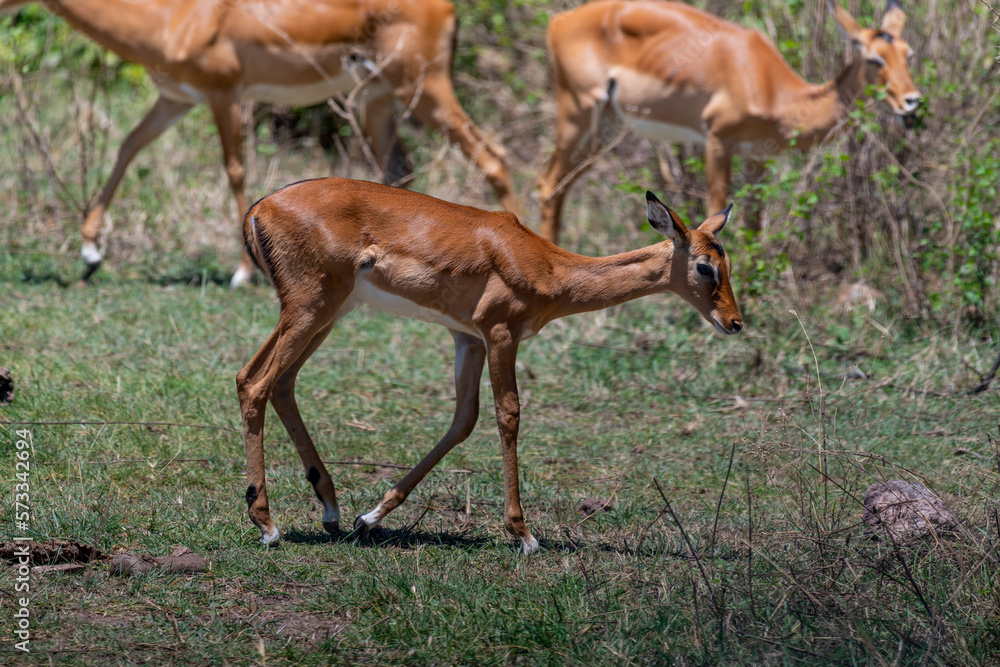 Wild Thomson's gazelles in the African savannah Wild Thomson's gazelles in the African savannah