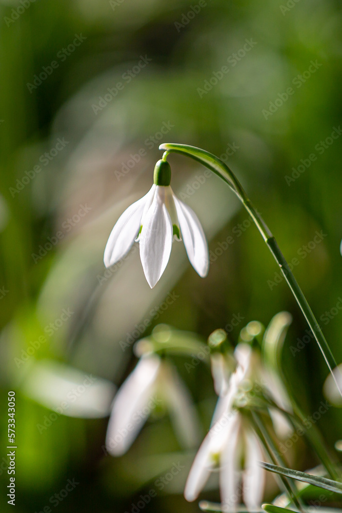 A close up of a snowdrop flower in February, with a shallow depth of field A close up of a snowdrop flower in February, with a shallow depth of field